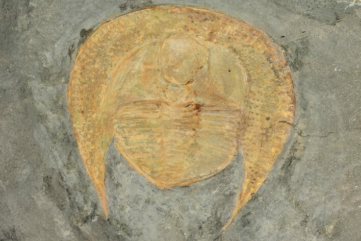 Orange Declivolithus Trilobite - Mecissi, Morocco #233363